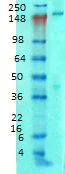 Western blot - Anti-Ankyrin-B antibody [N105/13] (AB131419)