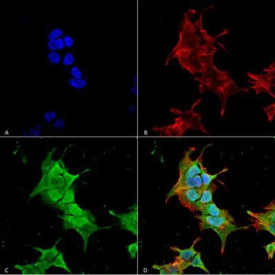 Immunocytochemistry/ Immunofluorescence - Anti-Ankyrin erythroid/ANK antibody [S388A-10] (AB212053)