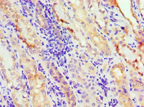 Immunohistochemistry (Formalin/PFA-fixed paraffin-embedded sections) - Anti-Annexin-11/ANXA11 antibody (AB236599)