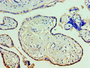 Immunohistochemistry (Formalin/PFA-fixed paraffin-embedded sections) - Anti-Annexin-11/ANXA11 antibody (AB236599)