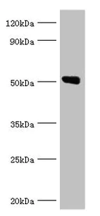 Western blot - Anti-Annexin-11/ANXA11 antibody (AB236599)