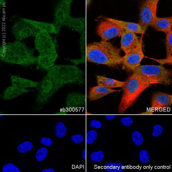 Immunocytochemistry/ Immunofluorescence - Anti-Annexin-11/ANXA11 antibody [EPR26004-63] (AB300577)