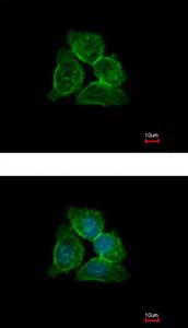 Immunocytochemistry/ Immunofluorescence - Anti-Annexin-13/ANXA13 antibody (AB151517), expandable thumbnail