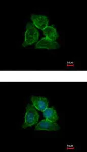 Immunocytochemistry/ Immunofluorescence - Anti-Annexin-13/ANXA13 antibody (AB151517)