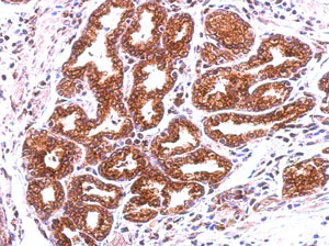 Immunohistochemistry (Formalin/PFA-fixed paraffin-embedded sections) - Anti-Annexin-13/ANXA13 antibody (AB151517)