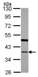 Western blot - Anti-Annexin-13/ANXA13 antibody (AB151517), expandable thumbnail