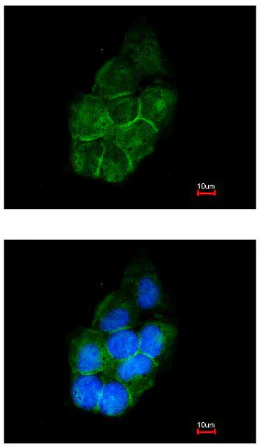 Immunocytochemistry/ Immunofluorescence - Anti-Annexin-2/ANXA2 antibody (AB154113)