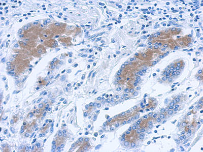 Immunohistochemistry (Formalin/PFA-fixed paraffin-embedded sections) - Anti-Annexin-2/ANXA2 antibody (AB154113)