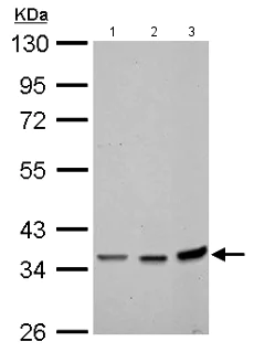Western blot - Anti-Annexin-2/ANXA2 antibody (AB154113)