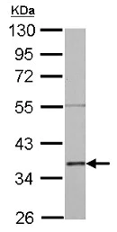 Western blot - Anti-Annexin-2/ANXA2 antibody (AB154113)
