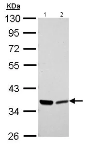 Western blot - Anti-Annexin-2/ANXA2 antibody (AB154113)