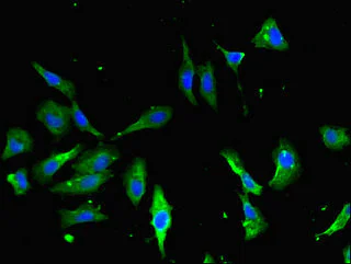 Immunocytochemistry/ Immunofluorescence - Anti-Annexin-2/ANXA2 antibody (AB235939)