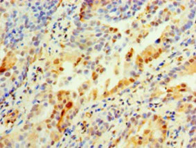 Immunohistochemistry (Formalin/PFA-fixed paraffin-embedded sections) - Anti-Annexin-2/ANXA2 antibody (AB235939)