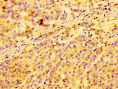 Immunohistochemistry (Formalin/PFA-fixed paraffin-embedded sections) - Anti-Annexin-2/ANXA2 antibody (AB235939)