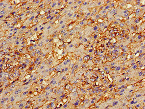 Immunohistochemistry (Formalin/PFA-fixed paraffin-embedded sections) - Anti-Annexin-2/ANXA2 antibody (AB235939)