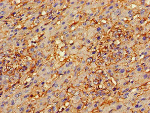 Immunohistochemistry (Formalin/PFA-fixed paraffin-embedded sections) - Anti-Annexin-2/ANXA2 antibody (AB235939)