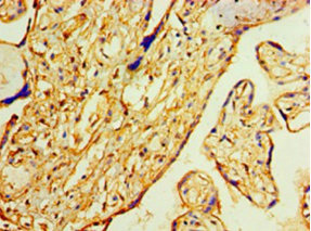 Immunohistochemistry (Formalin/PFA-fixed paraffin-embedded sections) - Anti-Annexin-2/ANXA2 antibody (AB235939)