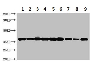 Western blot - Anti-Annexin-2/ANXA2 antibody (AB235939)