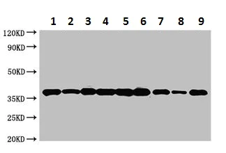 Western blot - Anti-Annexin-2/ANXA2 antibody (AB235939)