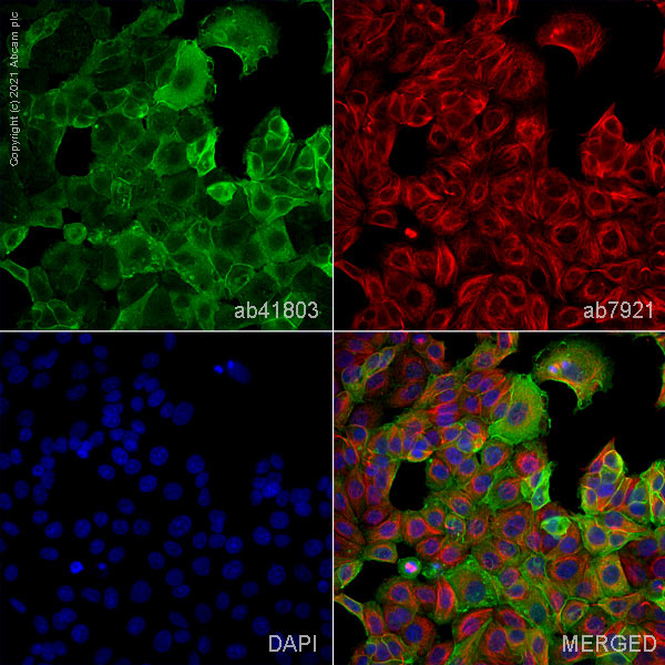 Immunocytochemistry/ Immunofluorescence - Anti-Annexin-2/ANXA2 antibody (AB41803)