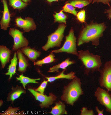 Immunocytochemistry/ Immunofluorescence - Anti-Annexin-2/ANXA2 antibody (AB41803)