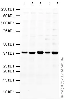 Western blot - Anti-Annexin-2/ANXA2 antibody (AB41803)