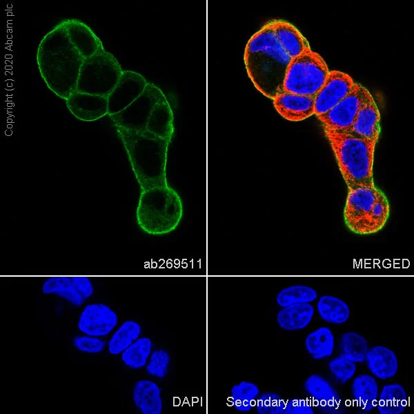 Immunocytochemistry/ Immunofluorescence - Anti-Annexin-2/ANXA2 antibody [D1/274.5] - BSA and Azide free (AB269512)