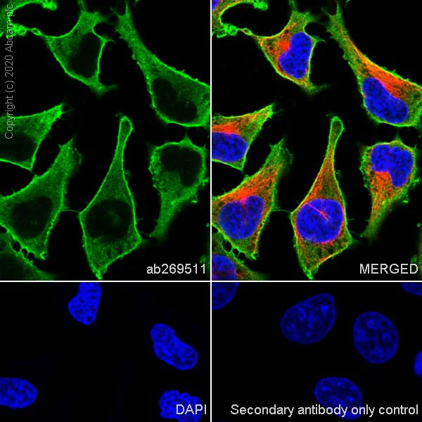 Immunocytochemistry/ Immunofluorescence - Anti-Annexin-2/ANXA2 antibody [D1/274.5] - BSA and Azide free (AB269512)