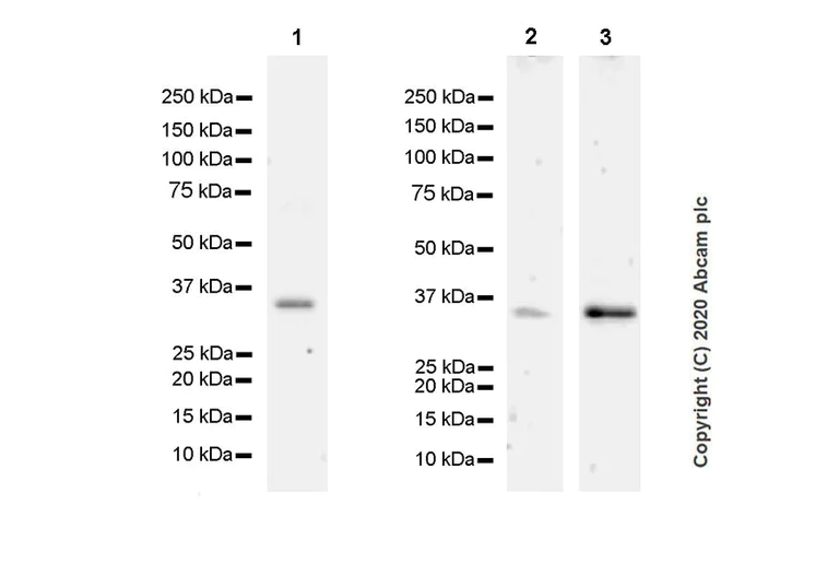 Western blot - Anti-Annexin-2/ANXA2 antibody [D1/274.5] - BSA and Azide free (AB269512)