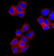 Immunocytochemistry/ Immunofluorescence - Anti-Annexin-2/ANXA2 antibody [EPR13052(B)] (AB178677)