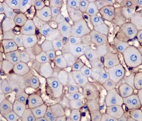 Immunohistochemistry (Formalin/PFA-fixed paraffin-embedded sections) - Anti-Annexin-2/ANXA2 antibody [EPR13052(B)] (AB178677)
