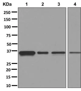 Western blot - Anti-Annexin-2/ANXA2 antibody [EPR13052(B)] (AB178677)