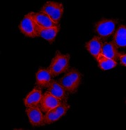 Immunocytochemistry/ Immunofluorescence - Anti-Annexin-2/ANXA2 antibody [EPR13052(B)] - BSA and Azide free (AB232476)