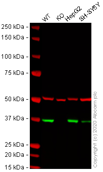 Western blot - Anti-Annexin-2/ANXA2 antibody [EPR13053(2)(B)] - BSA and Azide free (AB250860)