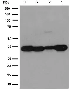 Western blot - Anti-Annexin-2/ANXA2 antibody [EPR13053(2)(B)] - C-terminal (AB185957)