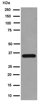 Western blot - Anti-Annexin-2/ANXA2 antibody [EPR13053(2)(B)] - C-terminal (AB185957)