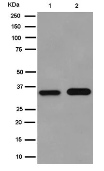 Western blot - Anti-Annexin-2/ANXA2 antibody [EPR13053(2)(B)] - C-terminal (AB185957)