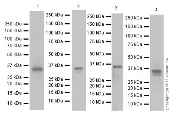 Western blot - Anti-Annexin-2/ANXA2 antibody [EPR18157-104] (AB189473), expandable thumbnail