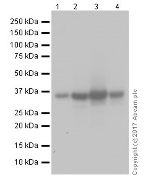 Western blot - Anti-Annexin-2/ANXA2 antibody [EPR18157-104] (AB189473), expandable thumbnail