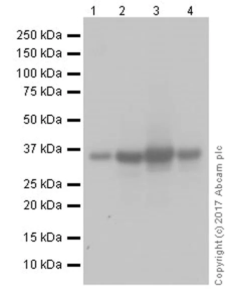 Western blot - Anti-Annexin-2/ANXA2 antibody [EPR18157-104] (AB189473)