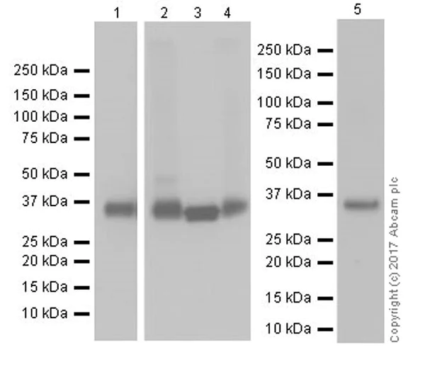Western blot - Anti-Annexin-2/ANXA2 antibody [EPR18157-104] (AB189473)