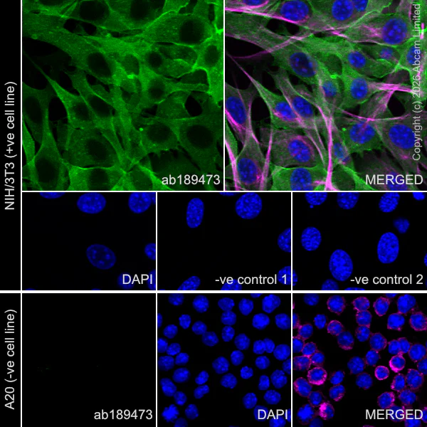 Immunocytochemistry/ Immunofluorescence - Anti-Annexin-2/ANXA2 antibody [EPR18157-104] - BSA and Azide free (AB227486)