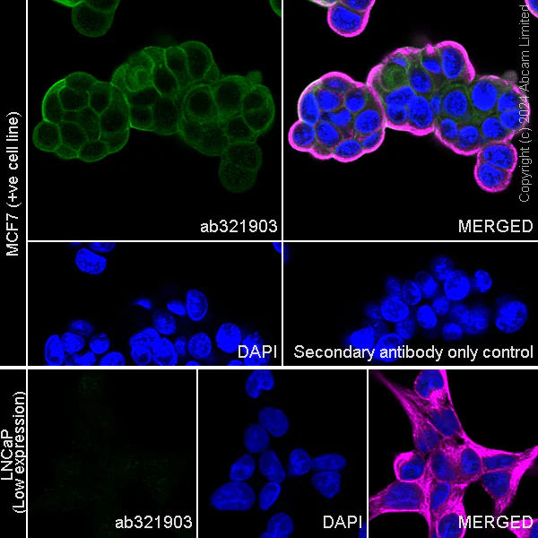 Immunocytochemistry/ Immunofluorescence - Anti-Annexin-2/ANXA2 antibody [RM1229] (AB321903)