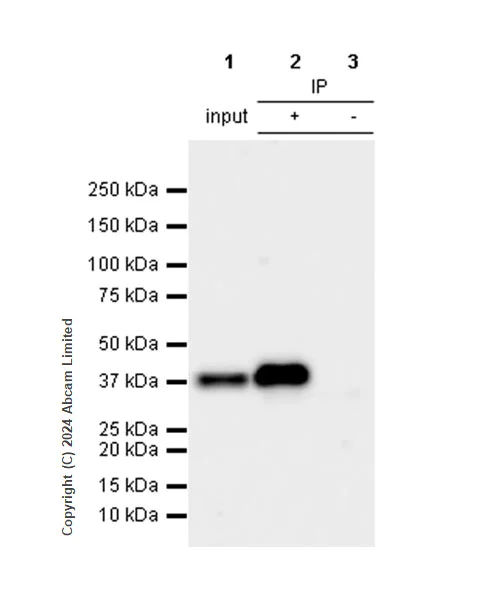 Immunoprecipitation - Anti-Annexin-2/ANXA2 antibody [RM1229] (AB321903)