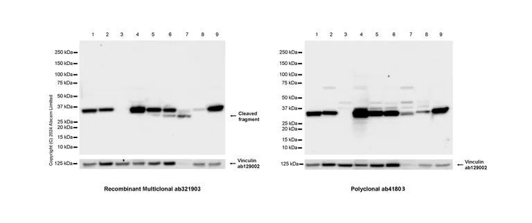 Western blot - Anti-Annexin-2/ANXA2 antibody [RM1229] (AB321903)