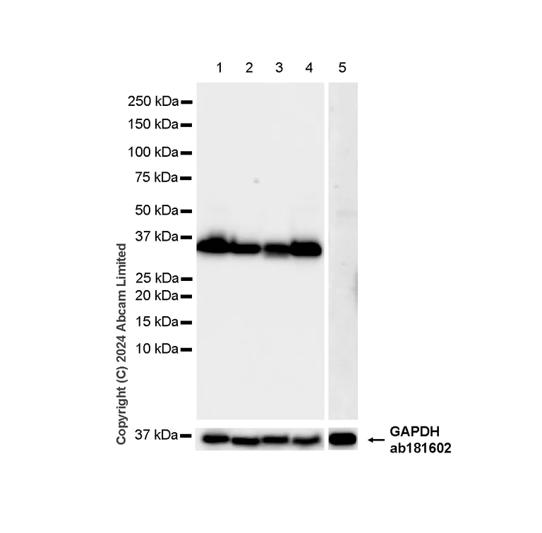 Western blot - Anti-Annexin-2/ANXA2 antibody [RM1229] (AB321903)