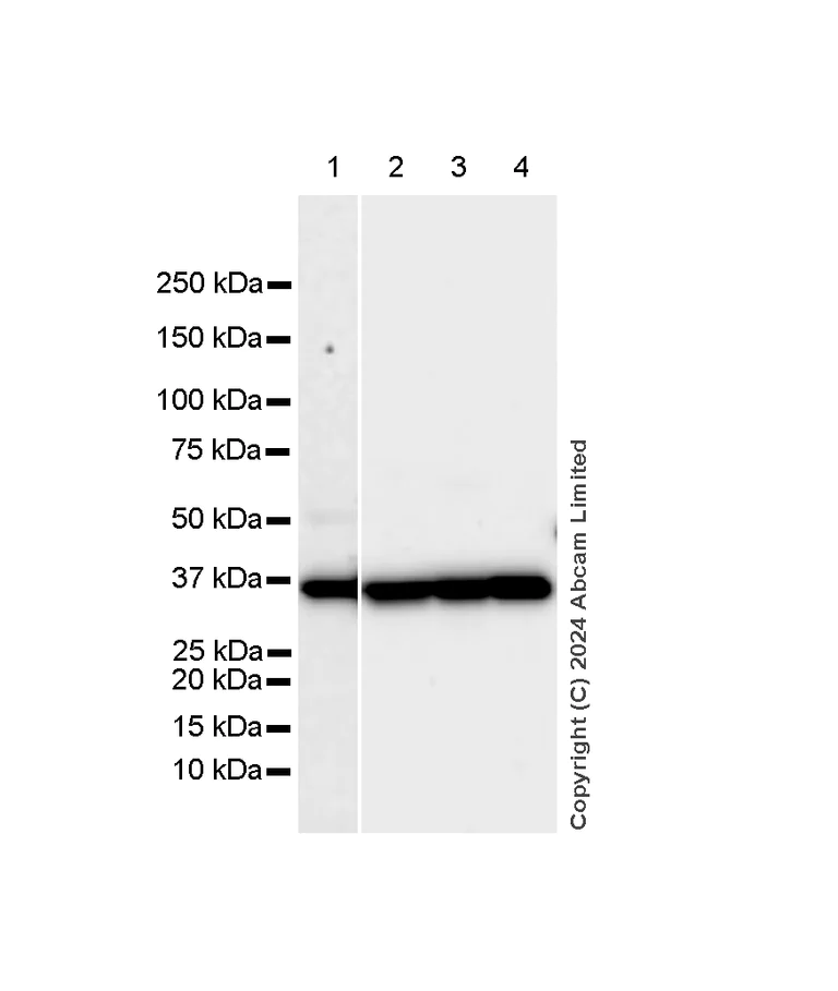 Western blot - Anti-Annexin-2/ANXA2 antibody [RM1229] (AB321903)
