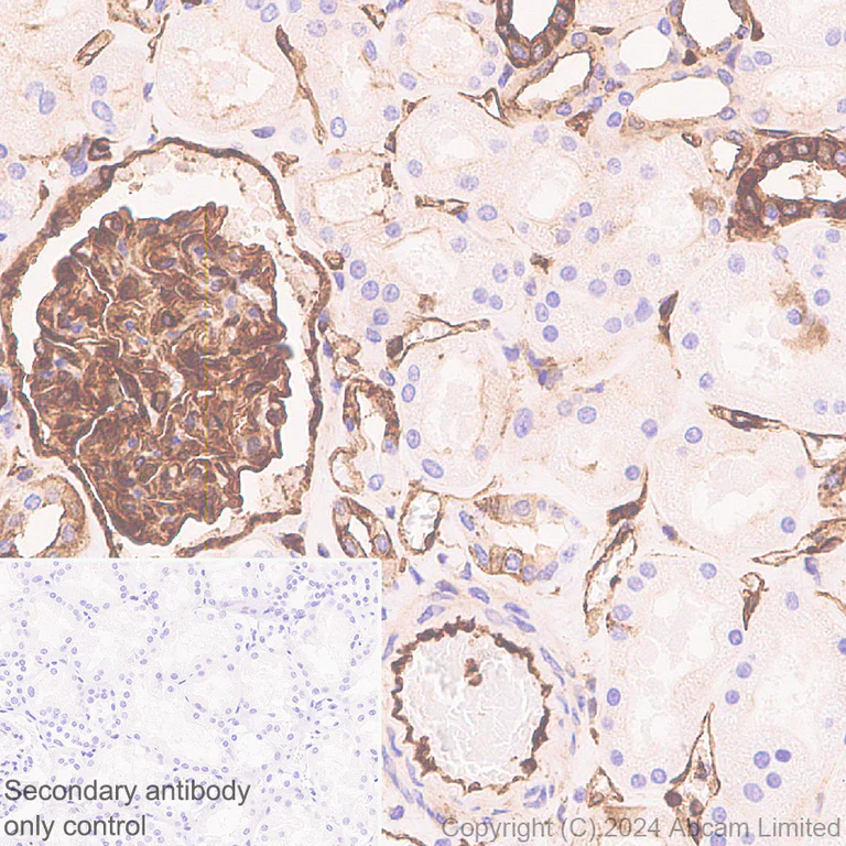 Immunohistochemistry (Formalin/PFA-fixed paraffin-embedded sections) - Anti-Annexin-2/ANXA2 antibody [RM1229] - BSA and Azide free (AB321904)
