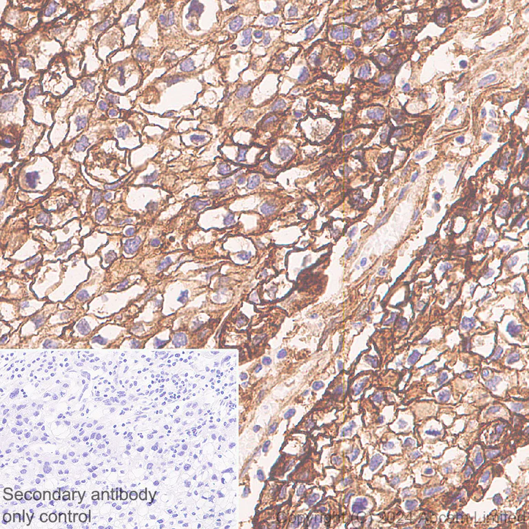 Immunohistochemistry (Formalin/PFA-fixed paraffin-embedded sections) - Anti-Annexin-2/ANXA2 antibody [RM1229] - BSA and Azide free (AB321904)