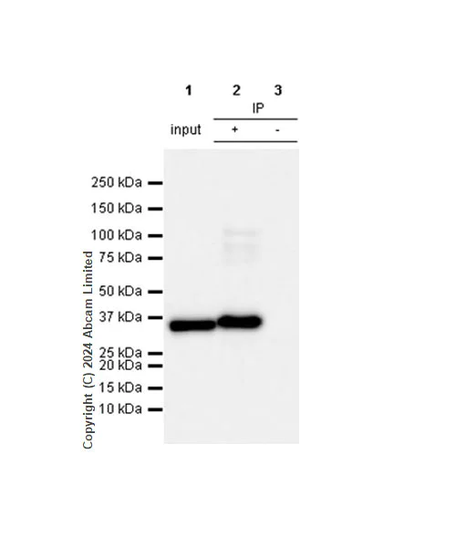 Immunoprecipitation - Anti-Annexin-2/ANXA2 antibody [RM1229] - BSA and Azide free (AB321904)